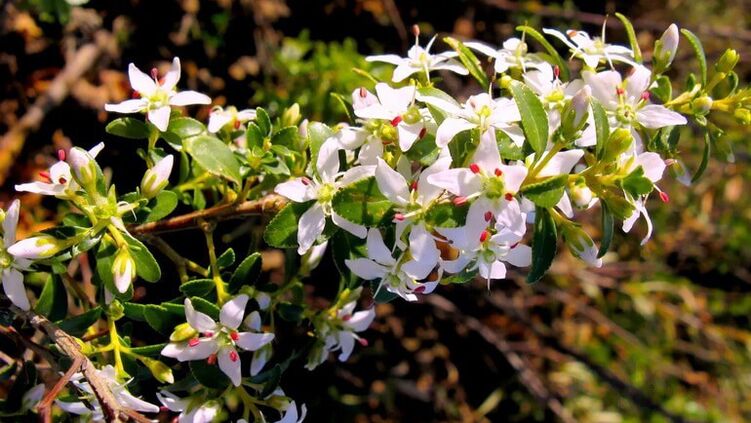Buch pleacă în Cystolax