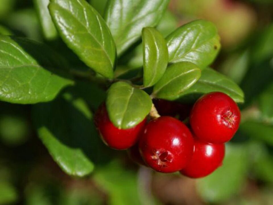 Lingonberry pentru cistita la femei